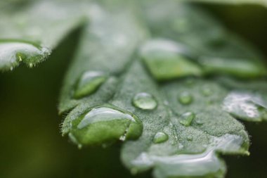 Bitkiye çok güzel bir su damlası düşer.