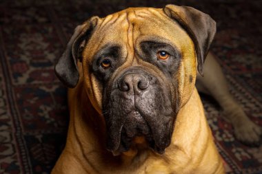 A horizontal closeup of a big brown bullmastiff with bright orange eyes looking up at the camera sitting on a carpet with a blurred background clipart