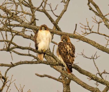 A view of beautiful Red-tailed hawks on a branch in a forest clipart