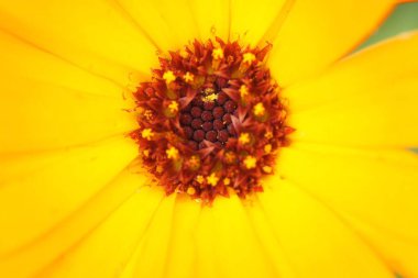 Calendula officinalis 'e yakın çekim, kadife çiçeği.