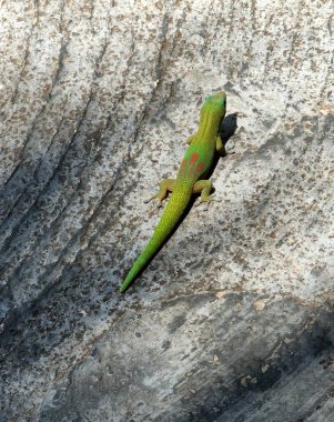 Bir kayanın üzerindeki kertenkelenin dikey yakın çekimi