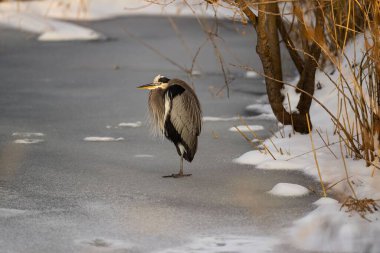 Büyük bir mavi balıkçıl, Ardea kahramanları donmuş gölün üzerinde yürüyen kuş, kışın buz