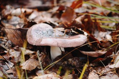 Yeşillikte yetişen Russula siyanoksanta 'nın yakın plan görüntüsü.