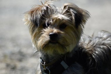 Tüylü, sevimli bir Yorkshire Teriyeri bulanık arka plandaki kameraya bakıyor.