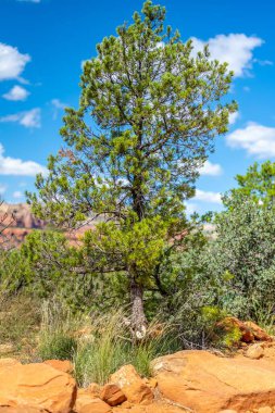 Pinus hartwegii 'nin dikey görüntüsü dağlık bir arazide kayaların üzerinde büyüyor.