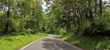 Yazın yeşil ağaçların arasından huzurlu bir yol manzarası