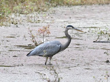 Parkta kuru dalları olan, göl suyunda büyük bir mavi balıkçıl.