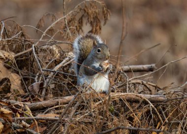 Ağaçtaki kuru dalları olan Doğu gri sincabı yakın plan yiyor.