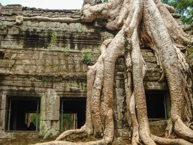 Angkor Wat, Kamboçya 'daki tapınakların yanında büyük bir ağaç.