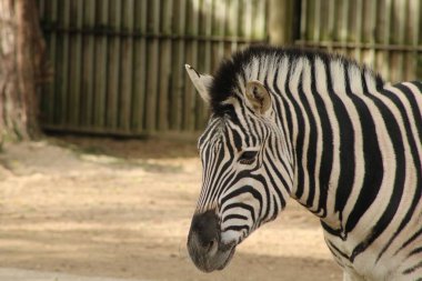 Güzel bir zebra (Equus quagga) bulanık arka planda bir hayvanat bahçesi kafesinin kapılarına sahiptir.