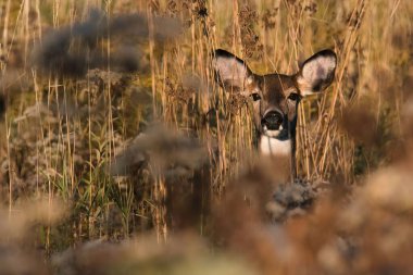 Genç bir geyiğin seçici odak noktası