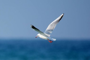 Kara kafalı bir martının deniz arka planında havada süzülürken yakın plan çekimi.