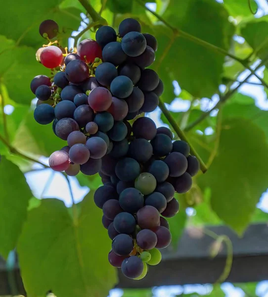 Den Mogna Common Grape Vine Busken — Stockfoto