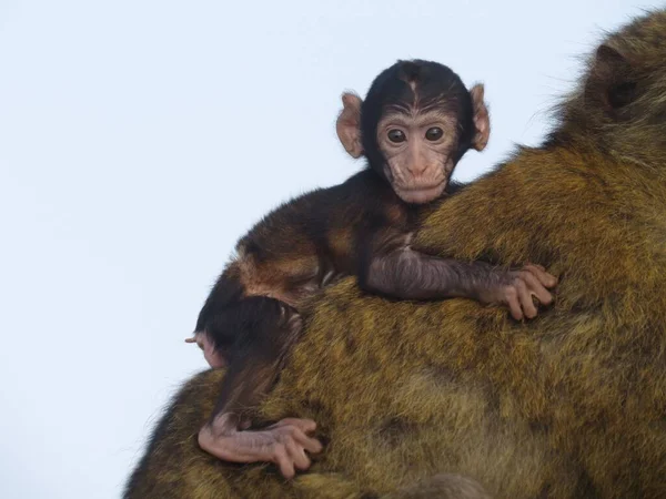 Detailní Záběr Roztomilé Opice Sedící Matce Zádech Dívající Stranou — Stock fotografie