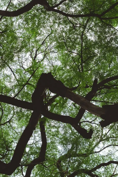 Güneş Doğarken Bir Ormanda Dalların Üzerindeki Taze Yeşil Yaprakların Güzel — Stok fotoğraf
