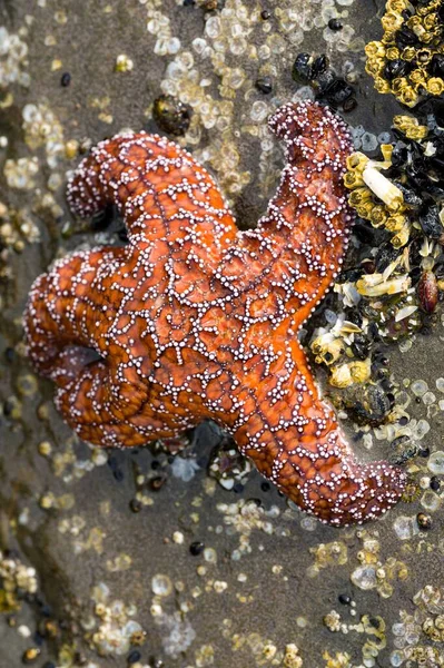 Vertikální Záběr Mořské Hvězdy Ochre Kus Kamene Vody — Stock fotografie