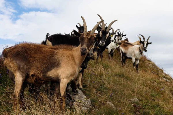 Una Manada Cabras Pastando Prado Verde —  Fotos de Stock