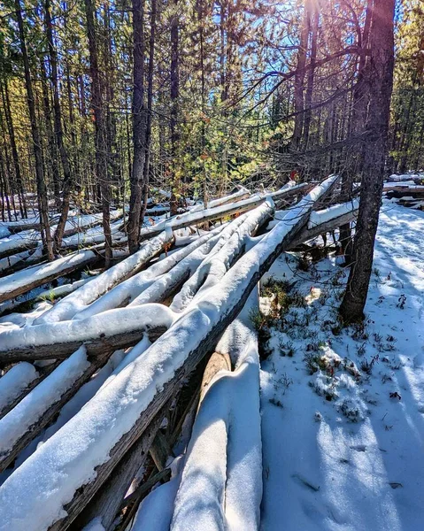 Vertical Shot Pile Tree Trunks Covered Snow Sunny Day Forest — Stock Photo, Image