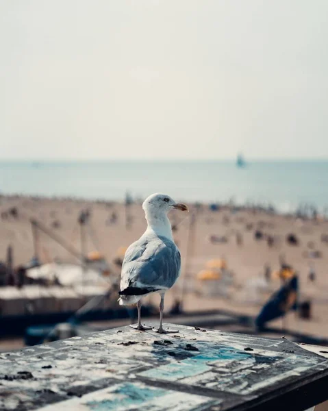 Seagull Background Seascape — Stock Photo, Image