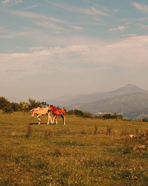 Impressionante Tiro Cavalos Andando Prado — Fotografia de Stock