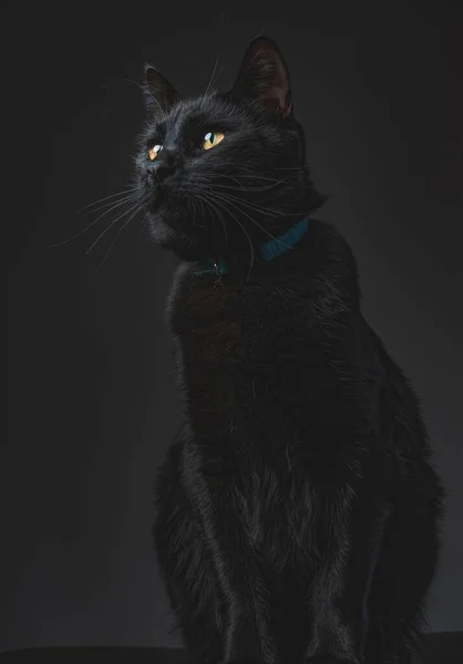 Gato Negro Sobre Fondo Negro — Foto de Stock