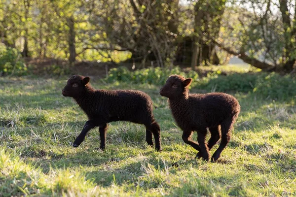 田舎の太陽の下で農場の畑で羊や子羊の放牧の閉鎖 — ストック写真