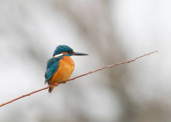 Közeli Kép Egy Aranyos Közös Kingfisher Ült Egy Száraz Egy — Stock Fotó