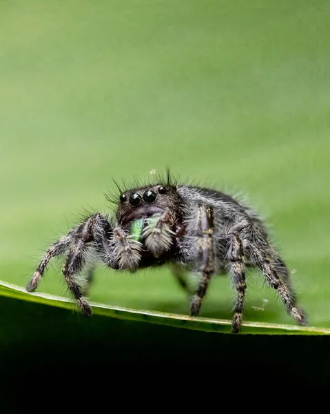 Yeşil Bir Yaprak Üzerinde Zıplayan Bir Örümceğin Phidippus Audax Yakın — Stok fotoğraf