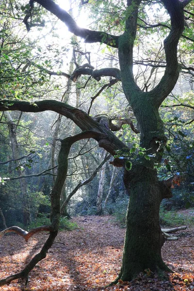 Plan Vertical Grand Arbre Dans Une Forêt Birmingham Royaume Uni — Photo