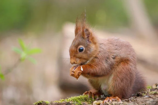 Zbliżenie Pięknej Wiewiórki Jedzącej Lesie Rozmytym Tle — Zdjęcie stockowe