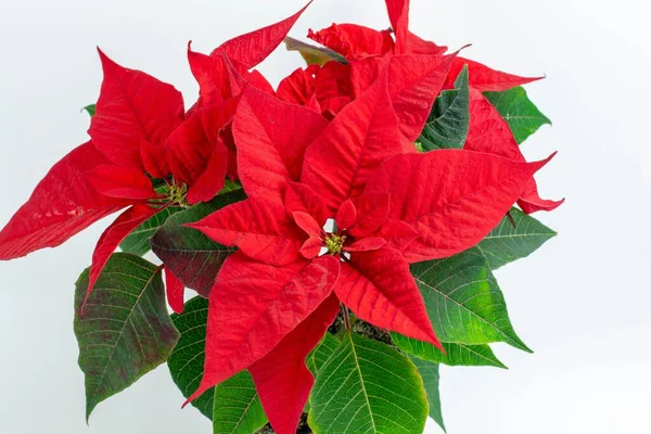 stock image A closeup shot of a Christmas flower poinsettia isolated on white background