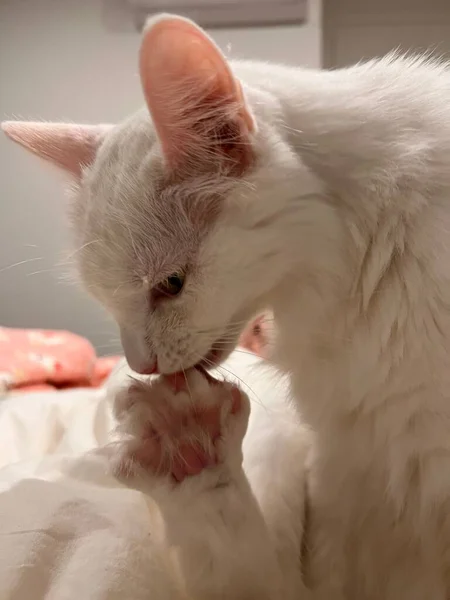 一只白猫在模糊的背景上舔爪子 — 图库照片