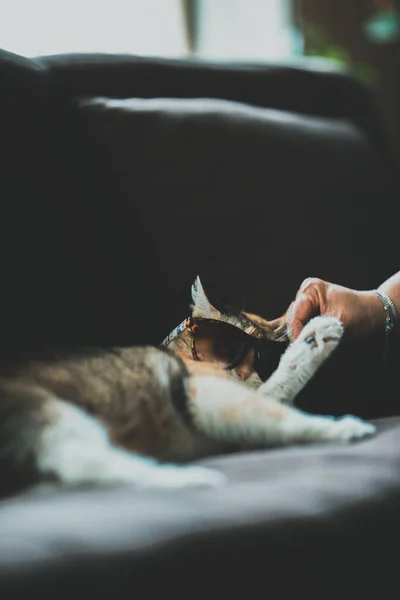 Vertical Shot Fluffy Cat Laying Glasses Couch Playing Humans Hand — Stock Photo, Image