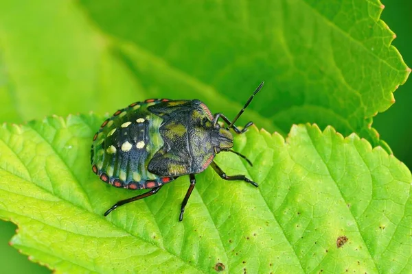 Closeup Natural Uma Ninfa Verde Colorida Bug Stink Verde Sul — Fotografia de Stock