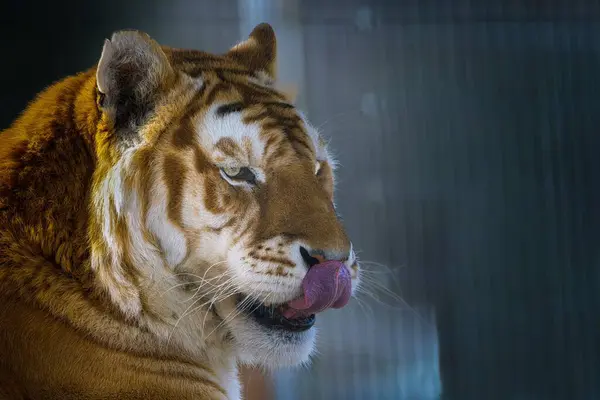 Крупный План Сибирского Тигра Красивыми Глазами Облизывающего Нос Зоопарке Гора — стоковое фото