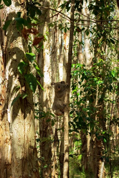 Eine Vertikale Aufnahme Eines Schönen Koalas Auf Dem Ast Eines — Stockfoto