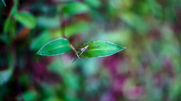 在模糊的背景下在绿叶上蜘蛛的宏观照片 — 图库照片