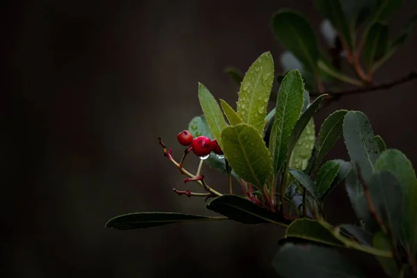 Gün Boyunca Karanlık Soğuk Bir Ormanda Bazı Bitkilerin Yakın Çekim — Stok fotoğraf