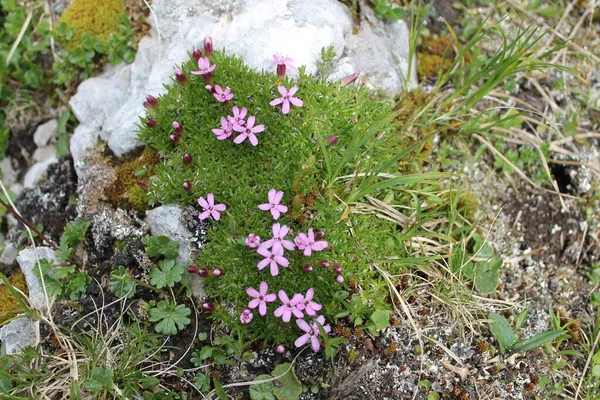 Dağda yetişen küçük, pembe kır çiçeklerinin yakın çekimi.