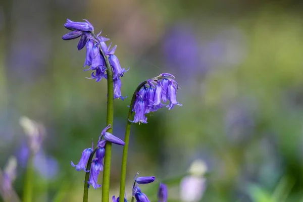 在一个孤立的背景下 在田野里低着头的普通蓝铃花的特写镜头 — 图库照片