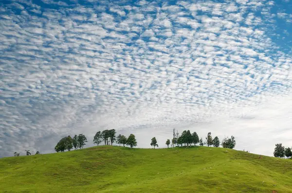 Piękny Widok Drzew Wzgórzu Wypasu Owiec Pod Błękitnym Niebem — Zdjęcie stockowe