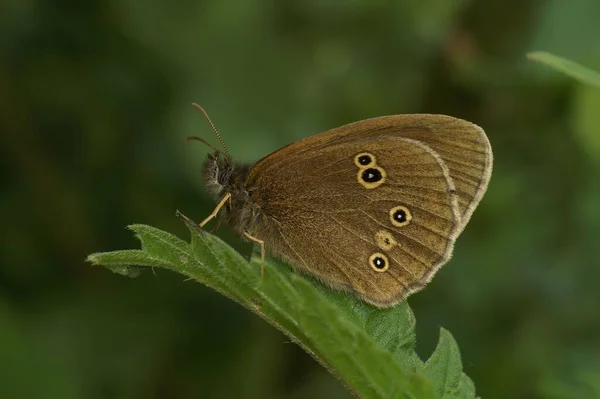 Closeup Aphantopus Hyperantus European Ringlet Butterfly — Stock Photo, Image