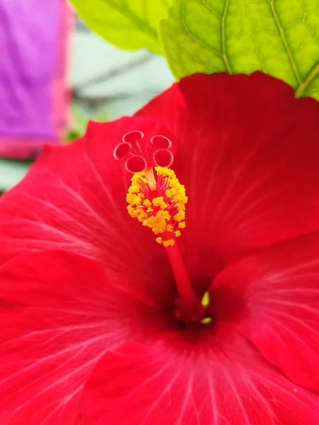 정원에 아름다운 플랜트 꽃봉오리 — 스톡 사진