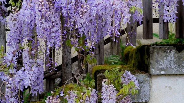 The beautiful velvet wisteria flowers blooming on old, wooden handrails