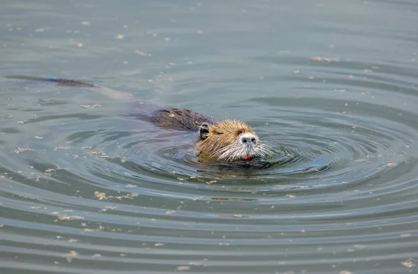Egy Tápanyag Patkány Úszóvízben — Stock Fotó