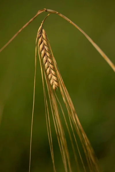 Gündüz Tarladaki Buğday Artışının Dikey Yakın Plan Çekimi Yeşil Zemin — Stok fotoğraf