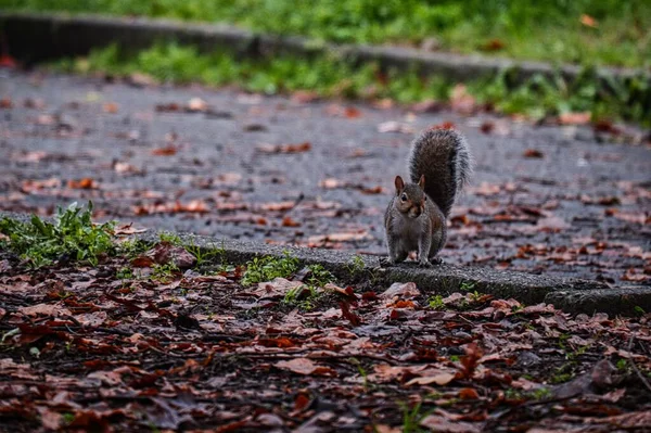 Eine Schöne Aufnahme Eines Niedlichen Eichhörnchens Das Auf Bunten Herbstblättern — Stockfoto