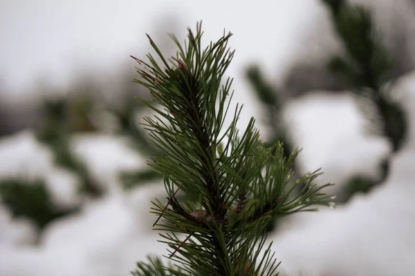 Вибірковий Знімок Зелених Карликових Гірських Соснових Голок Під Час Зимового — стокове фото