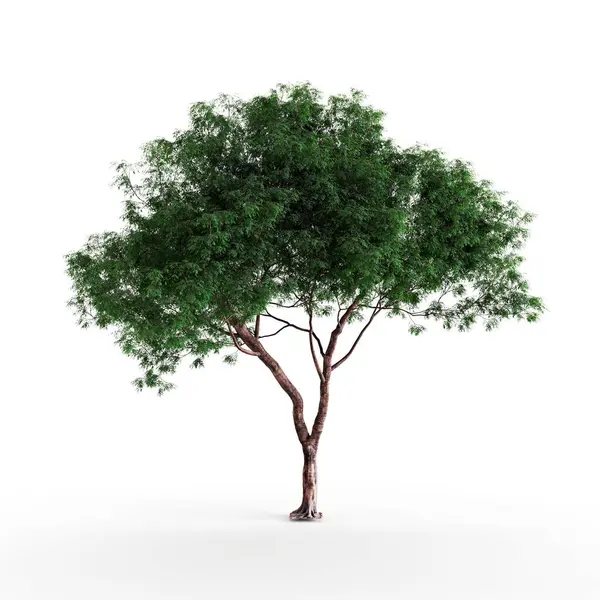 Illustration Grön Växt Isolerad Vit Bakgrund — Stockfoto