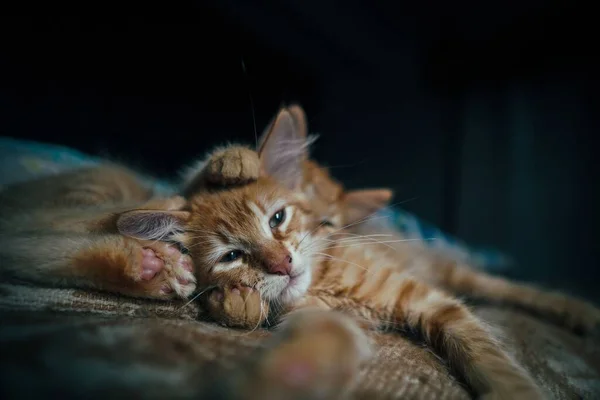 Egy Sekélyes Fókuszkép Egy Álmos Vörös Macskáról Testvérével Kanapén — Stock Fotó